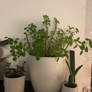 Meet your Posher, Jiang